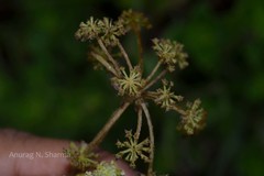 Heracleum sprengelianum